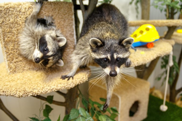 Home raccoons