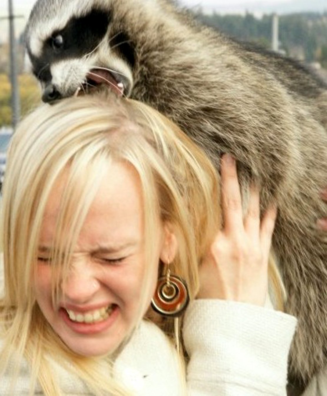 Raccoon bit