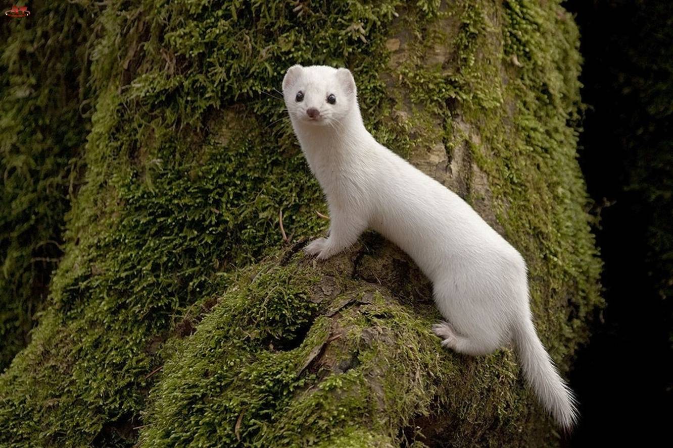 White Weasel