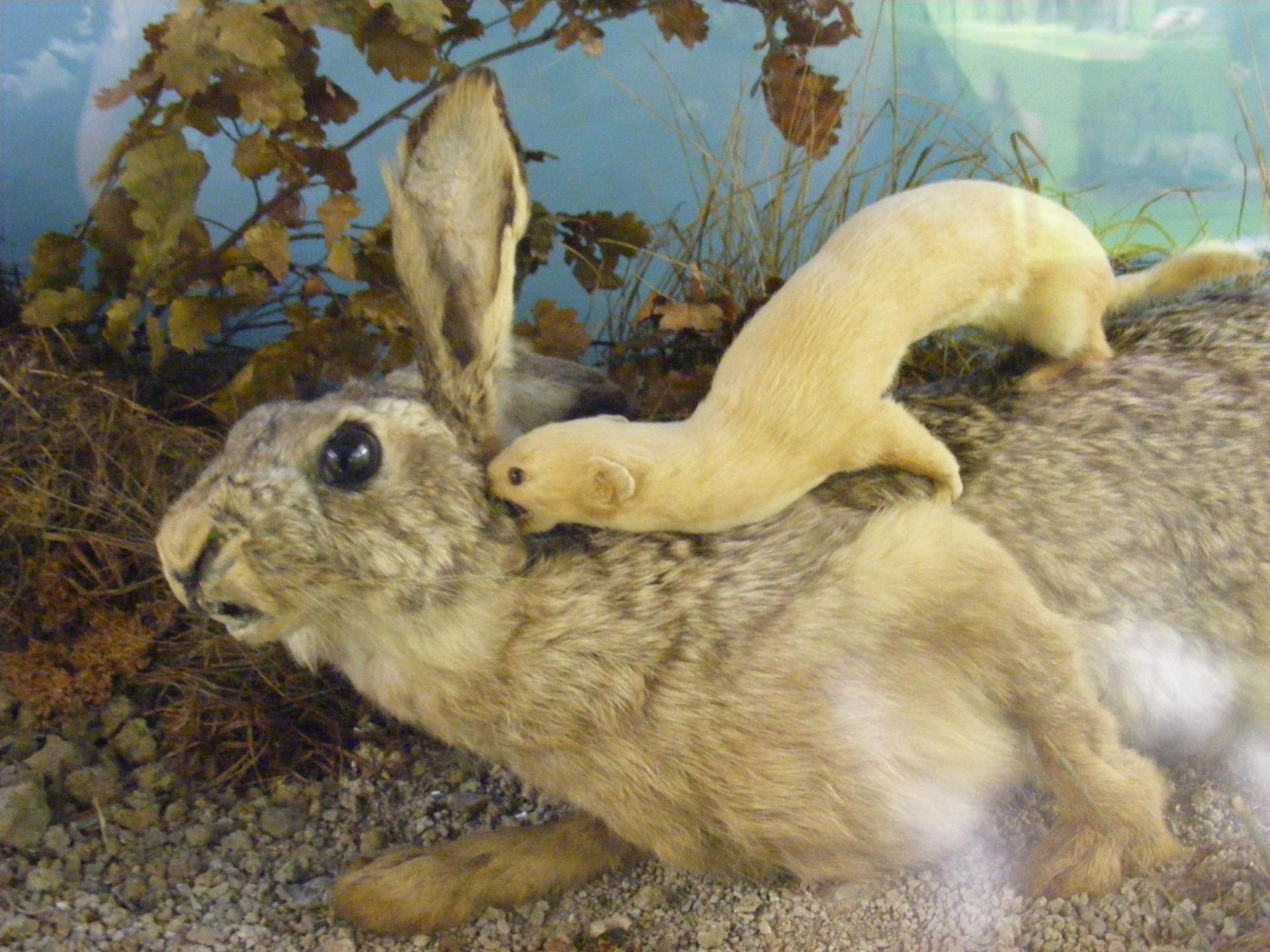 Weasel attacked a hare