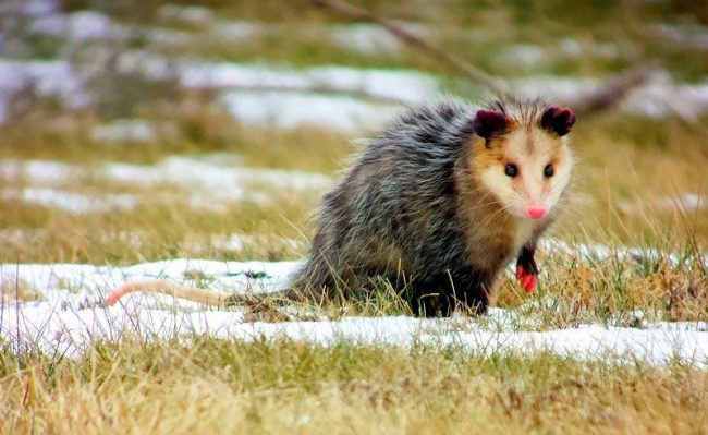 The possum is the only North American marsupial animal. It has a pocket in which it carries its cubs. The possum is the only North American marsupial animal. It has a pocket in which it carries its cubs.