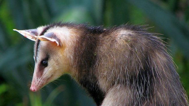 Possums are kept in zoos, where they can live up to 7 years. Children especially like to watch them and feed them. Possums are kept in zoos, where they can live up to 7 years. Children especially like to watch them and feed them.