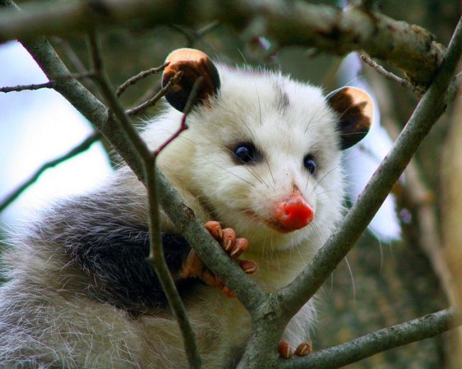 Opossums live throughout the United States. They are found in southern Canada, in North America (Argentina) and South (Chile), in Mexico. Opossum. Opossums live throughout the United States. They are found in southern Canada, North America (Argentina) and South (Chile), in Mexico.