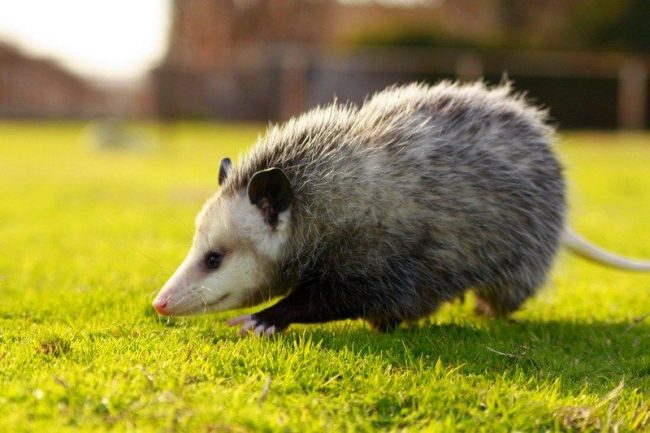 Opossums are fun medium sized mammals reaching the size of a big cat Opossums are fun medium sized mammals reaching the size of a big cat