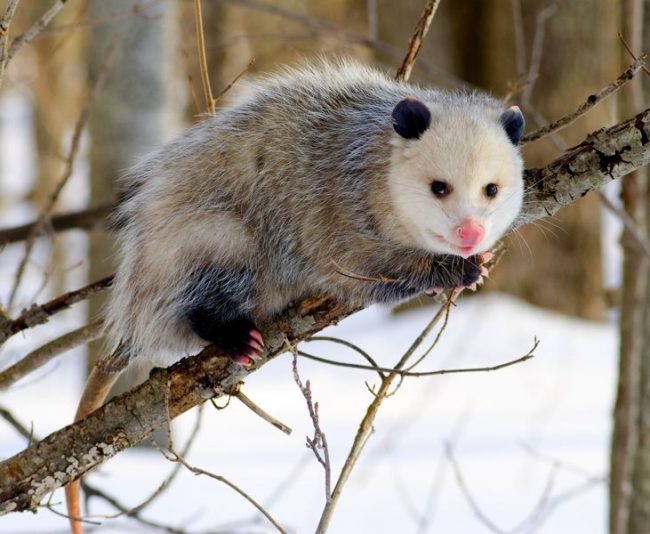 Opossums climb trees, but, contrary to a common myth, cannot hang on their tail Opossum. Opossums climb trees, but, contrary to popular myth, cannot hang on their tail