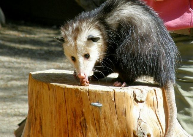 Opossums eat insects, frogs, birds, snakes, various kinds of fruits, earthworms, and even the remains of other animals that died on the highway Opossum. Opossums eat insects, frogs, birds, snakes, various kinds of fruits, earthworms and even the remains of other animals that died on the highway