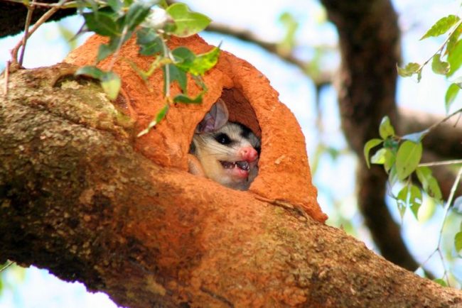 Opossum in the house Opossum in the house