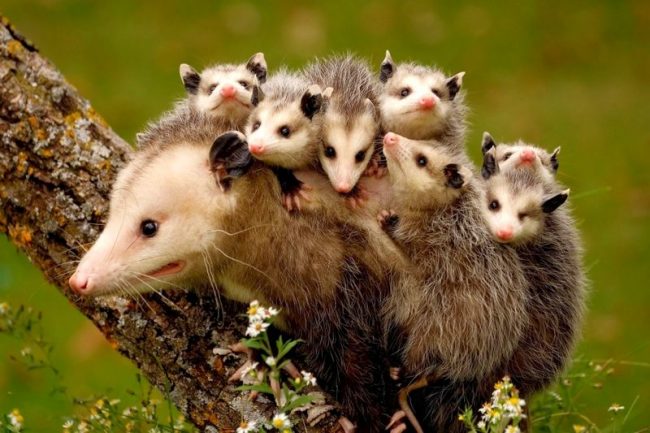 Opossum kids move on mom Opossum kids move on mom