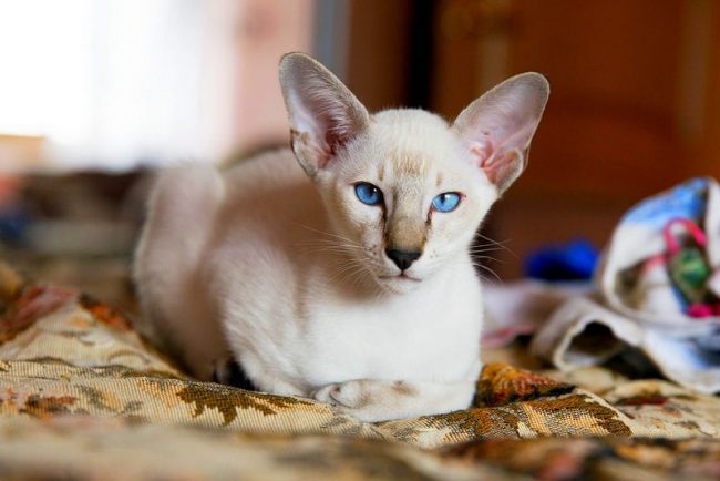The oriental cat was bred from the Siamese breed, from here and some similarities