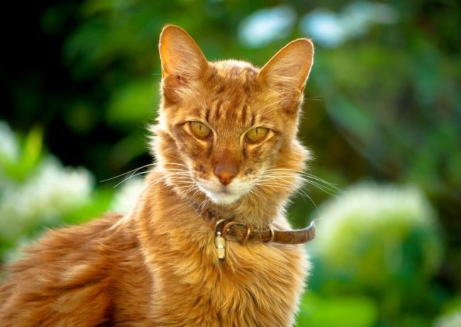 Oriental cat is also longhair