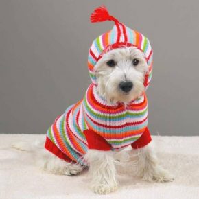 A dog in a striped knitted suit