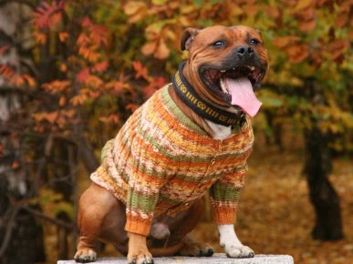 Dog in a jacket with a fastener on buttons