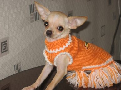 A dog in a beautiful orange sweater