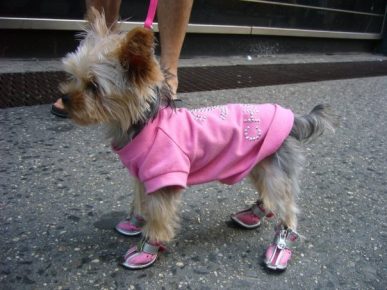 Dog in a pink suit