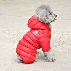 Dog in red overalls