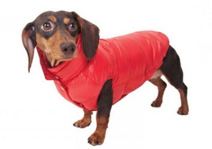 Dachshund in a red vest