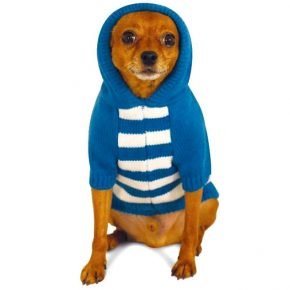 Doggie in a jacket with a hood