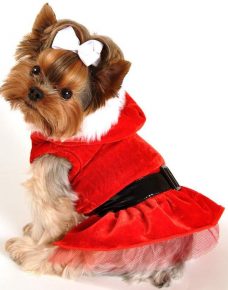 Dog dressed as Santa Claus