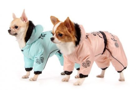 Dogs in elegant suits with hoods