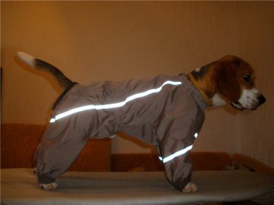 Dog in a suit with reflective stripes
