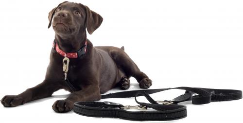 Collar, harness, leash - what you need a dog?