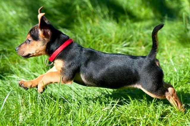 A dog tick collar can protect your pet from harmful insects.