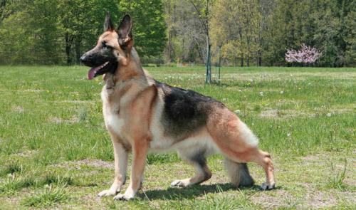 Major illnesses and health problems in German shepherd dogs
