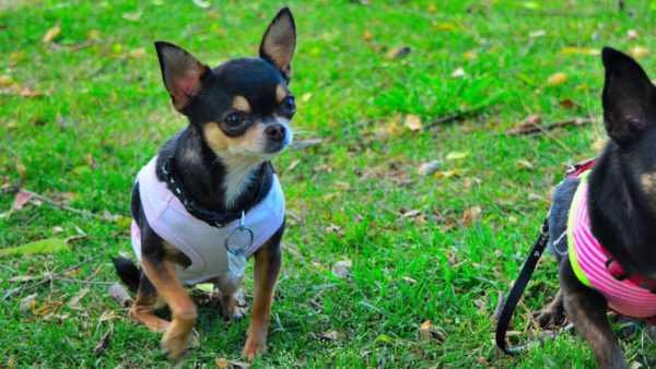 Features Chihuahua training read the article