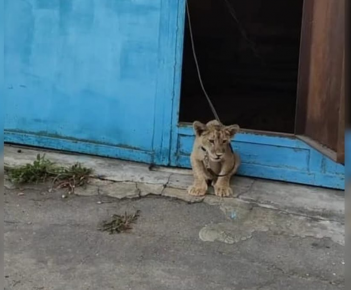 Lion cub near the garage
