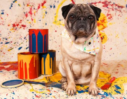 Ink and varnish poisoning in dogs and cats