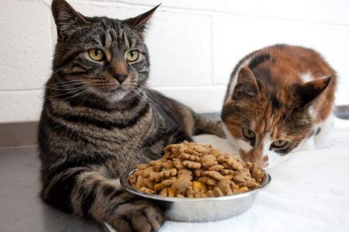 Obesity in Cats - Causes and Prevention excess weight