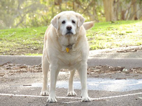 Obesity in dogs read the article