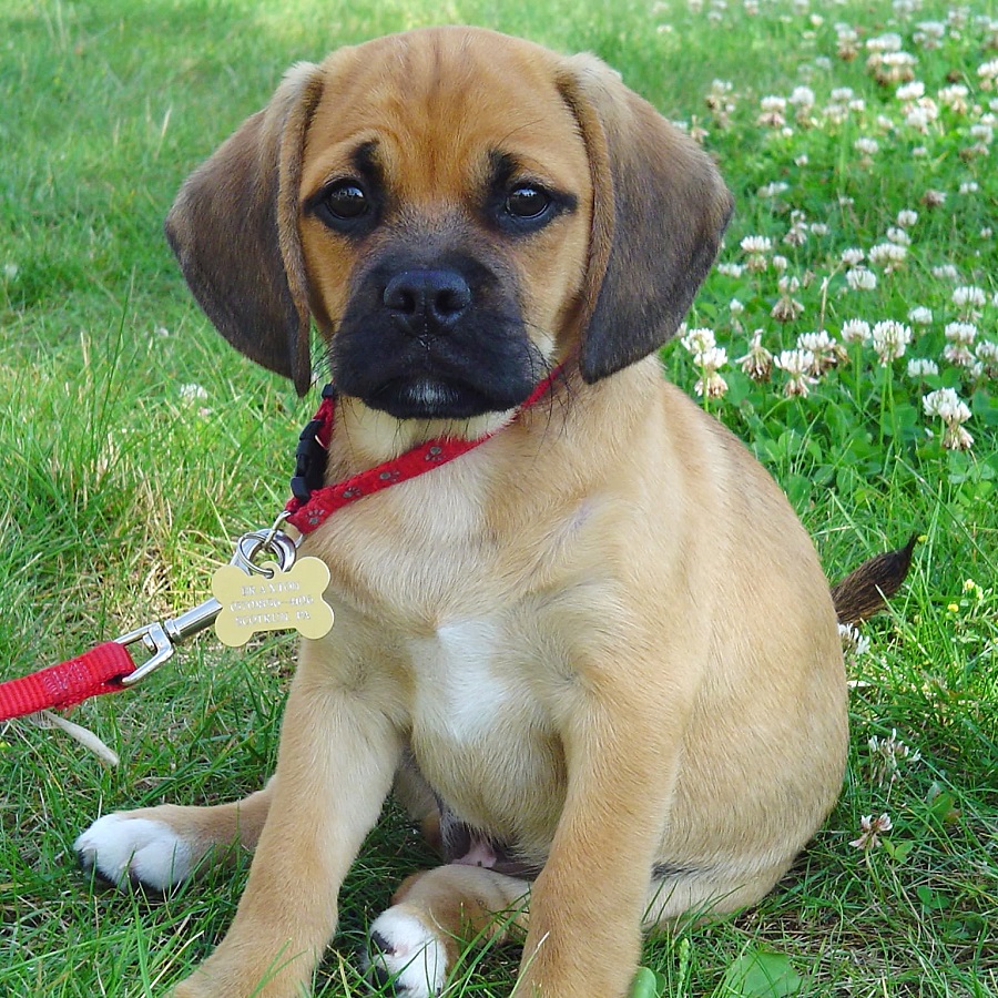 Puggle - breed description
