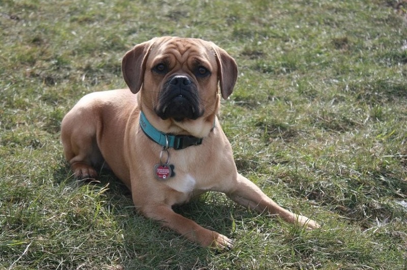 puggle