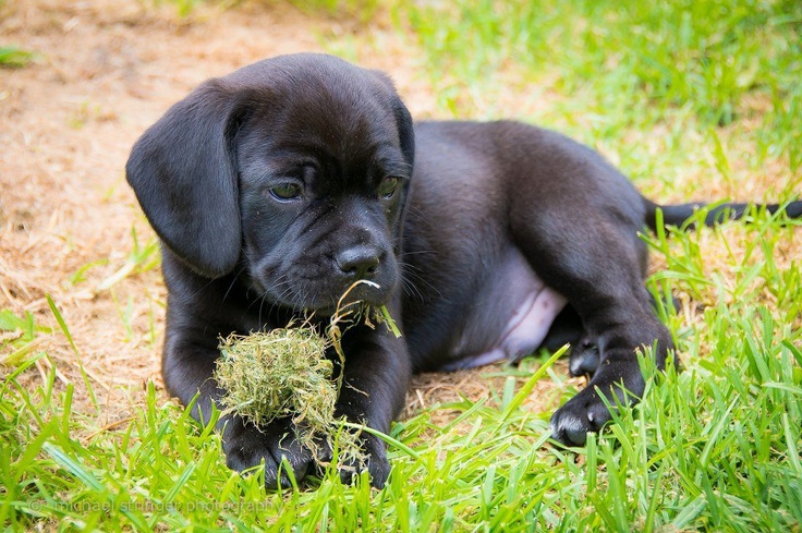 Puggle - photo, character and description of the breed