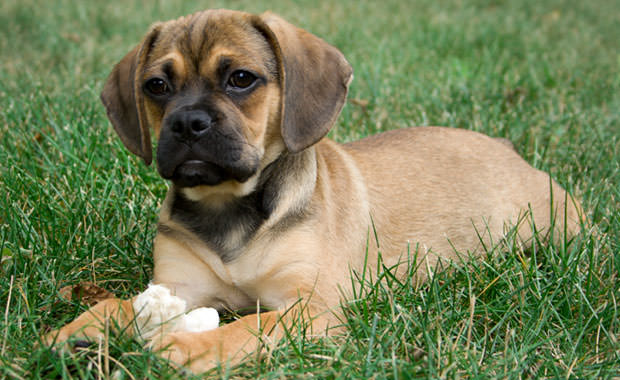 Puggle - photo, character and description of the breed
