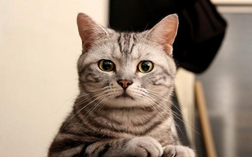 Cats memory
