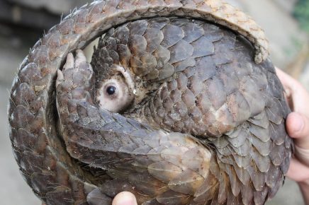 Pangolin curled up