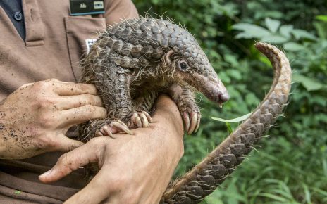 Pangolin in the hands of man