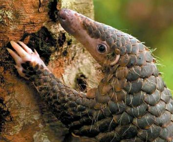 Claws of the pangolin