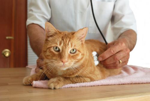 Pancreatitis in cats - symptoms, causes of development and treatment