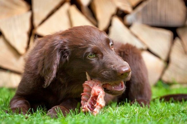 If you don’t give the dog raw meat, it will most likely develop pancreatitis.