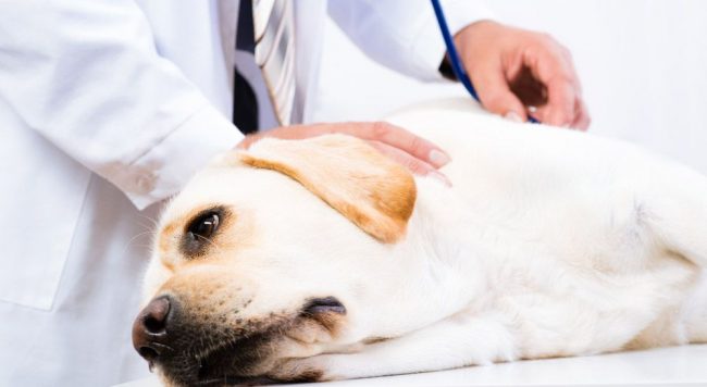 Only a specialist should determine what tests are worth doing, and then a specific treatment for pancreatitis is prescribed.