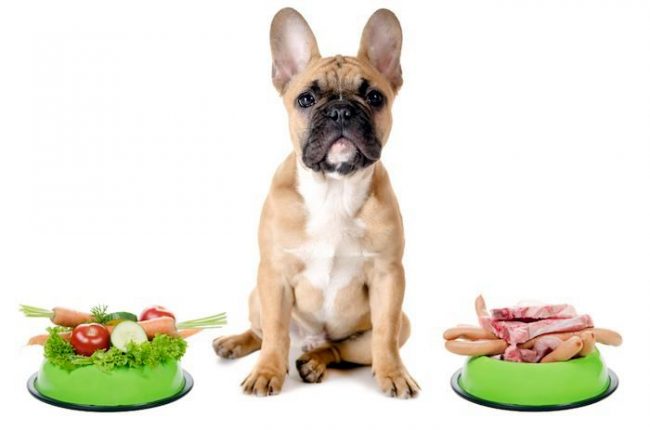 For pancreatitis, the dog should follow a special diet.