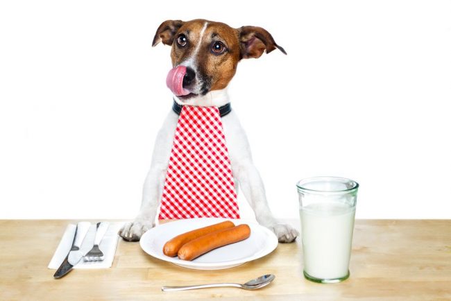 Specialists do not get tired of repeating: do not give your pets spicy and smoked food, this contributes to the development of pancreatitis in dogs