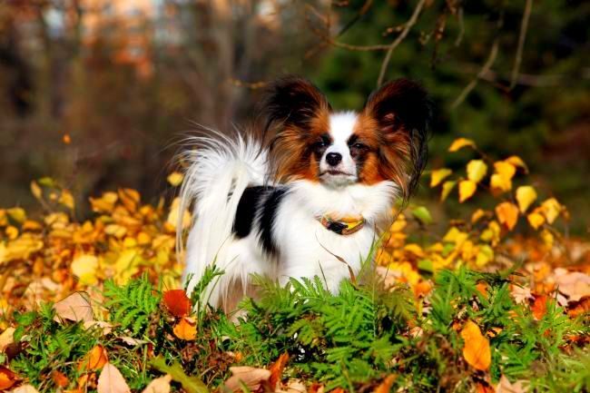 Papillon - a cheerful and temperamental animal with ears - butterflies is able to charge everyone in the district with its energy