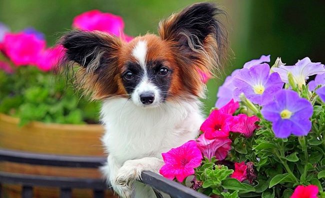 An active and playful papillon will never sit still, these dogs love to frolic and recognize the world around them. By the way, papillons are great hunters to chase prey: flies, butterflies and even rodents.