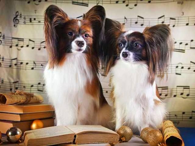 In addition to highly developed intelligence, papillons have an unrivaled memory for dogs. They can memorize musical notation and retell a book.