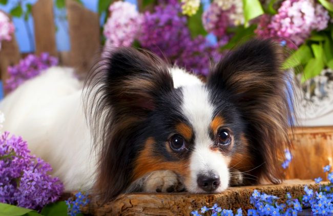 For several decades, the papillon dog has been ranked 8th in the ranking of the most intelligent dogs in the world, the animal lends itself perfectly to training and always understands its owner, and in agility they take prizes