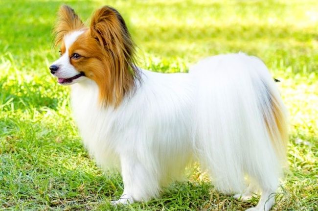 The hair of a papillon is its pride and its difference, it is necessary to take care of the fur coat of a butterfly dog   every day, combing it with the help of special gloves and combs